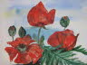 db_red_poppy_30x40_aquarell1