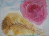 db_rose_und_rueben_30x4_1